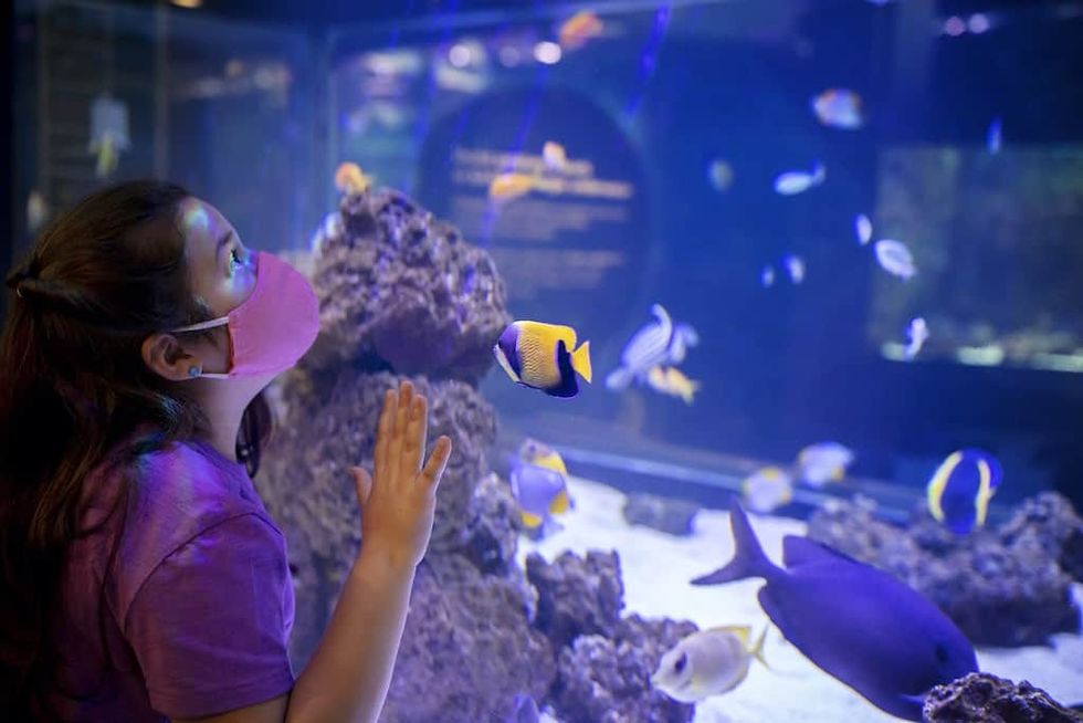 Young girl looks at fish Shedd Aquarium