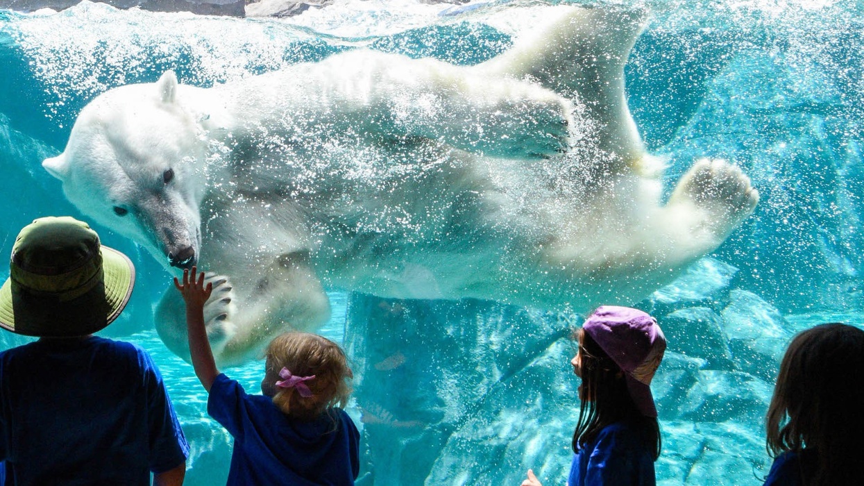 Young guests visiting Brookfield Zoo get an up-close look at one of the polar bears in the underwater viewing gallery at Great Bear Wilderness