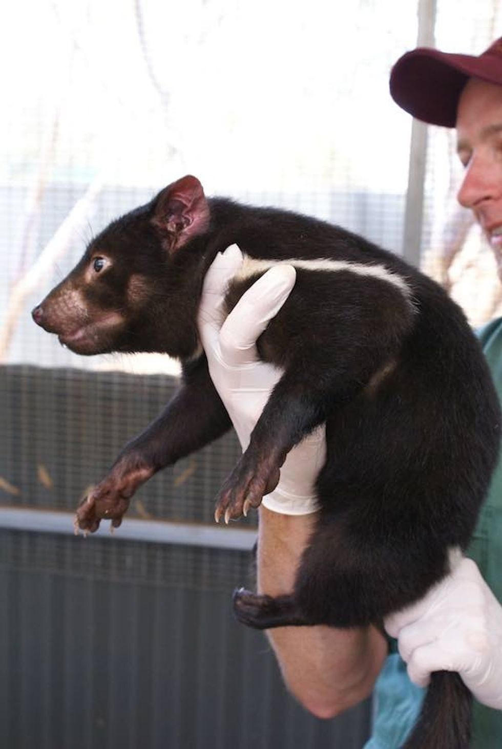 Young tasmanian devil Zoos SA Zoos South Australia