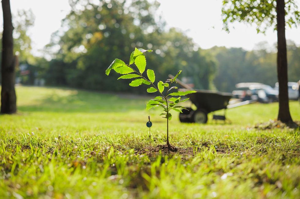 Young tree sapling planted in a sunny park with wheelbarrow in background.
