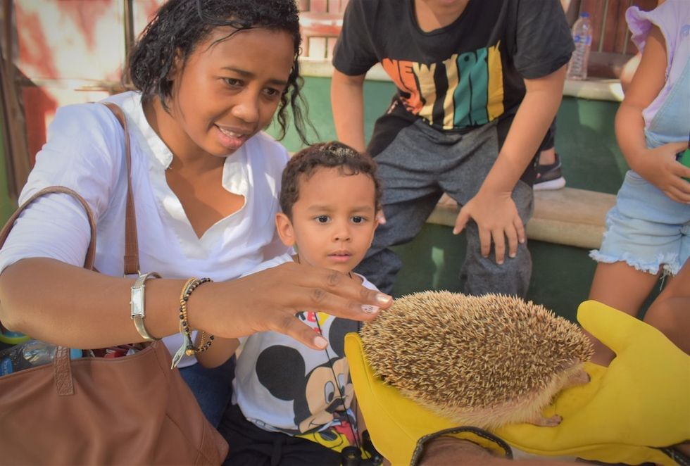 young visitor meets a hedgehog