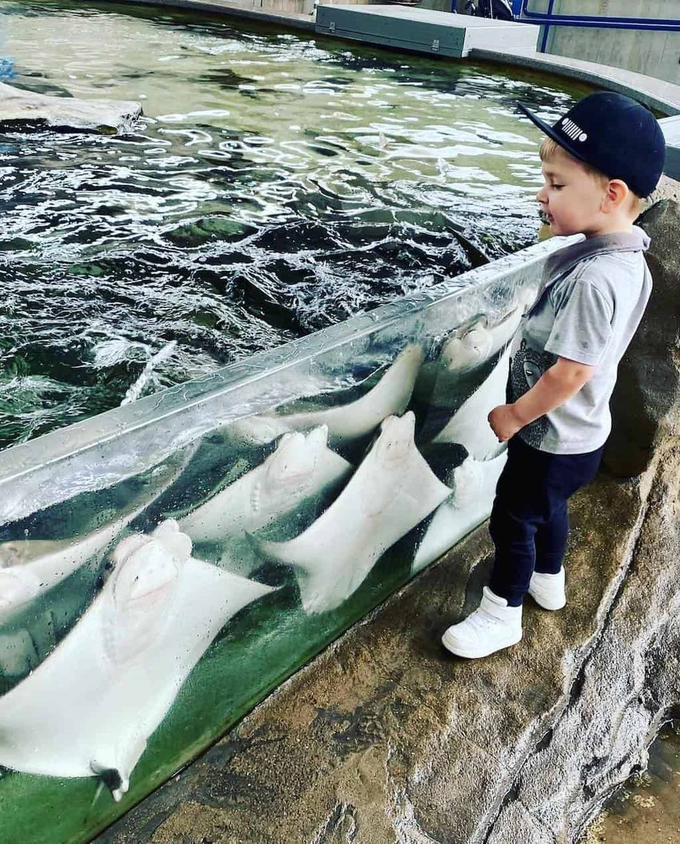 young visitor watches stingrays at Children's Aquarium Dallas