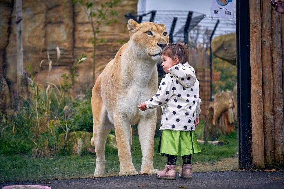 young visitor with lion Paradise Wildlife Park