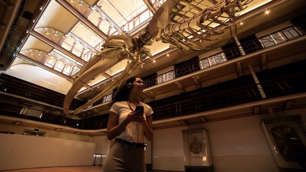 Young woman listening to audio tour looks up at whale skeleton