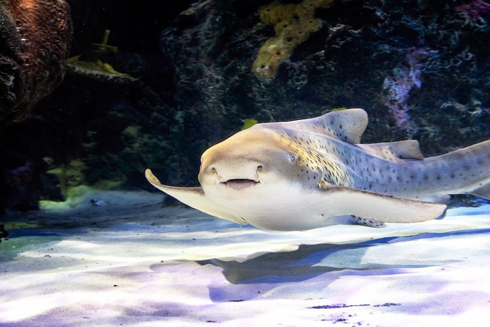 Zebra Shark Virginia Aquarium