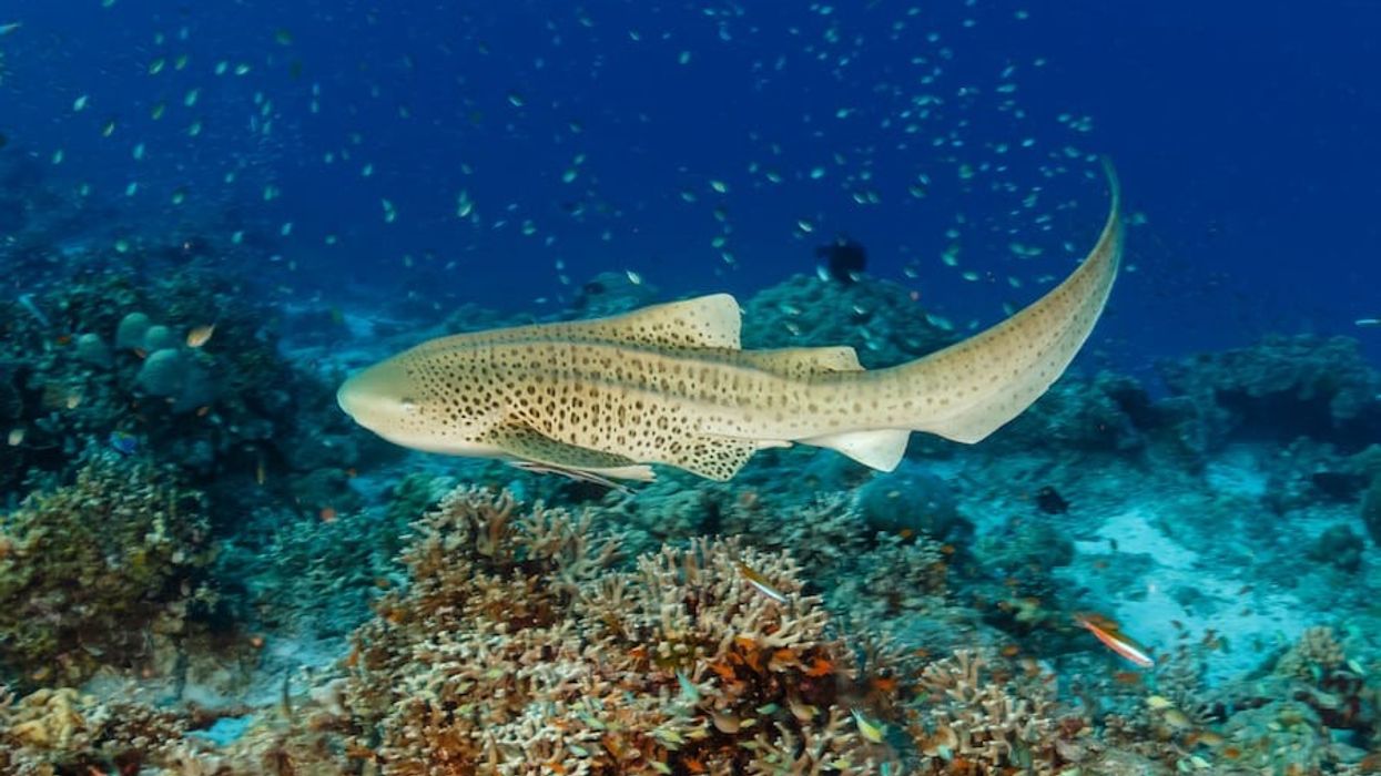 Zebra-shark