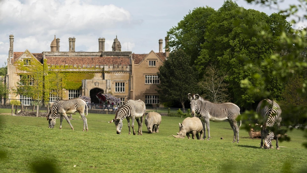 Zebras and rhinos graze on grass in front of a historic stone building at Marwell Zoo with lush greenery.