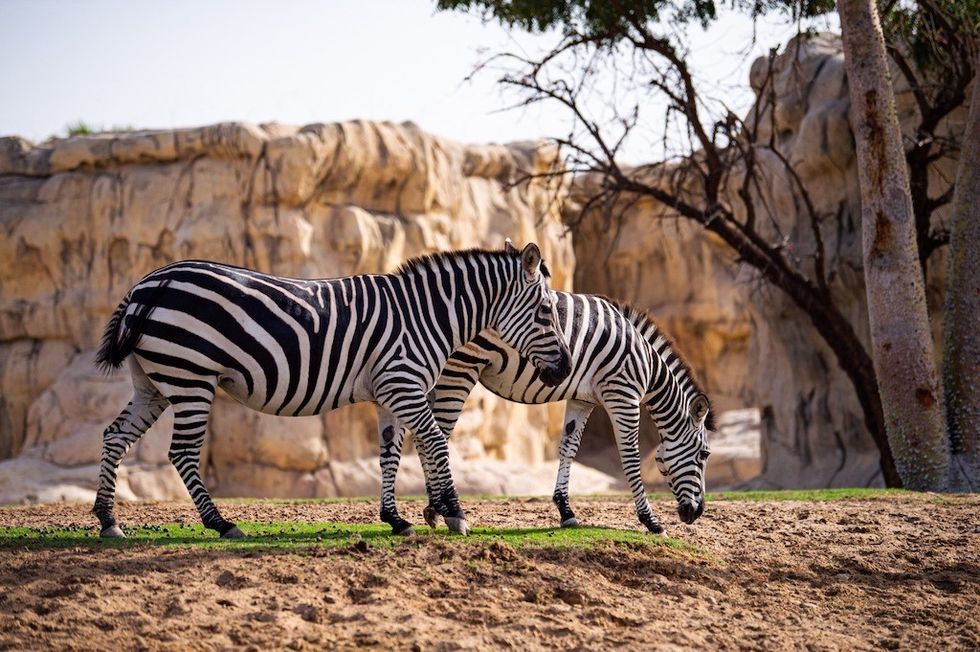 Zebras at DSP