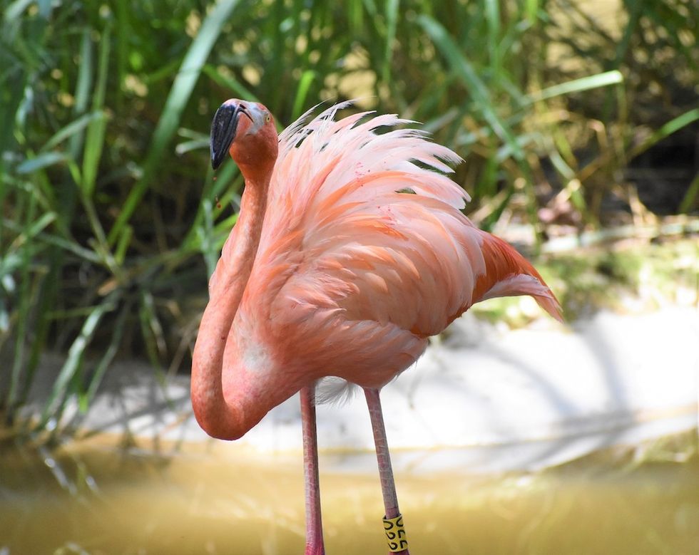 Zoo Barranquilla flamingo