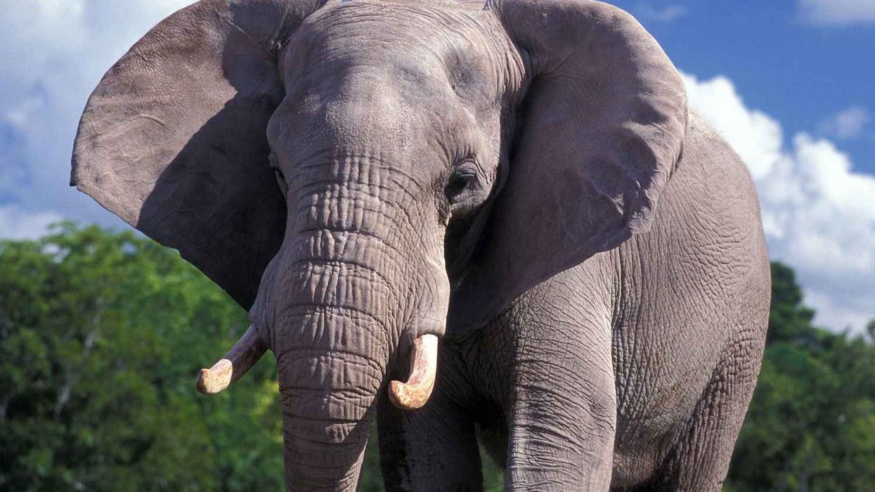 "Zoo Doo": Zoo Miami sells exotic manure in endangered species compost initiative