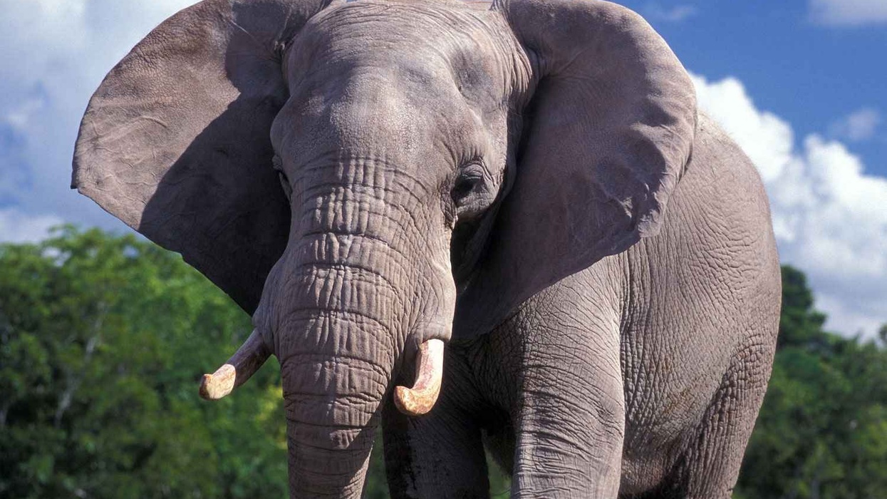 "Zoo Doo": Zoo Miami sells exotic manure in endangered species compost initiative