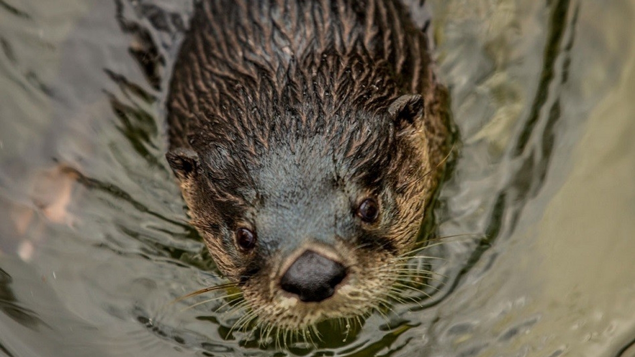 Zoo knoxville otters
