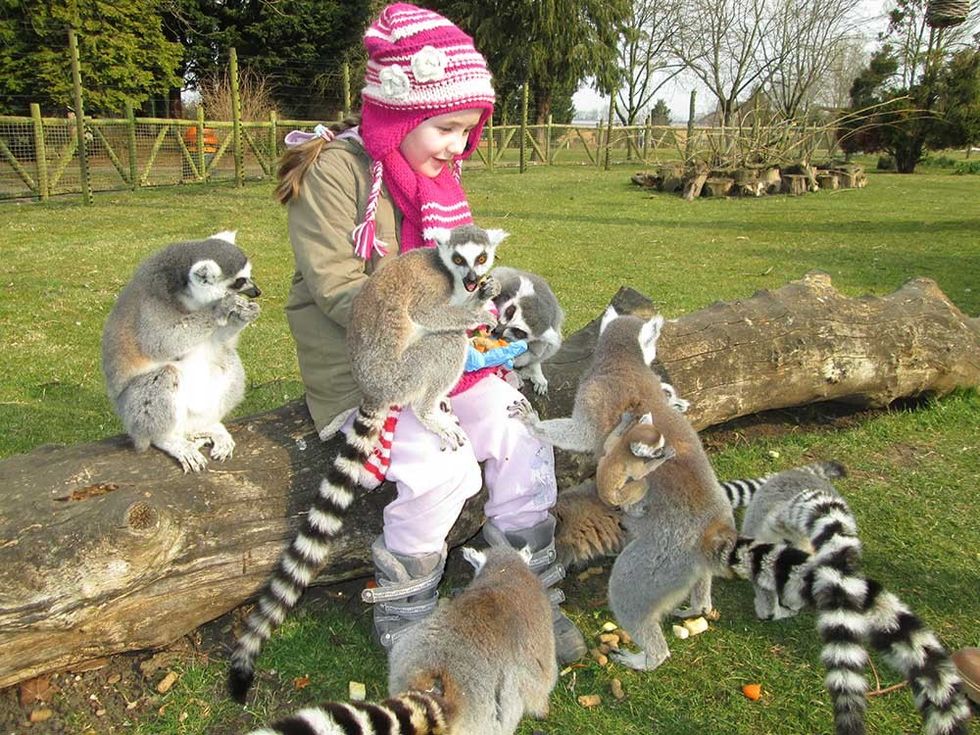 zoo lemeur flamingo land