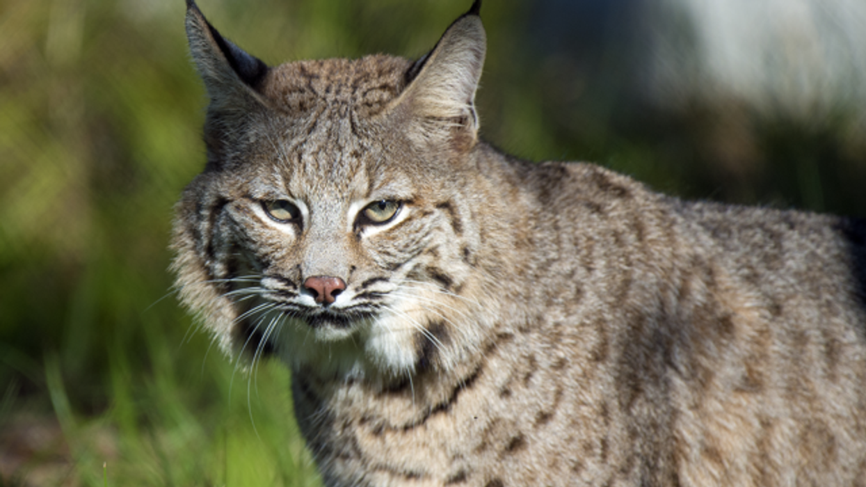 zoo miami bobcat