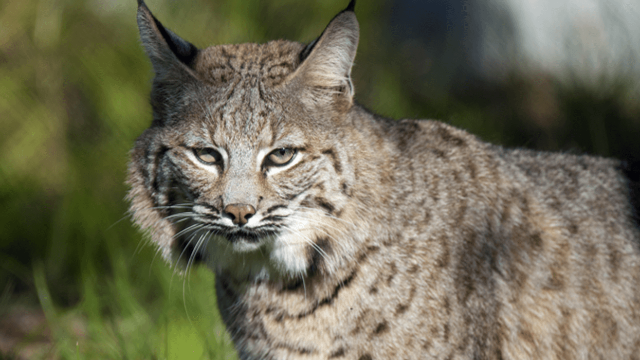 zoo miami bobcat