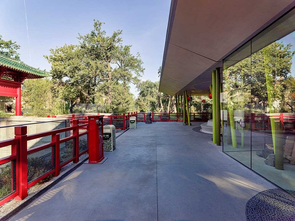 zoo panda dan pearlman