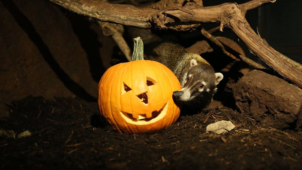 zooamerica halloween