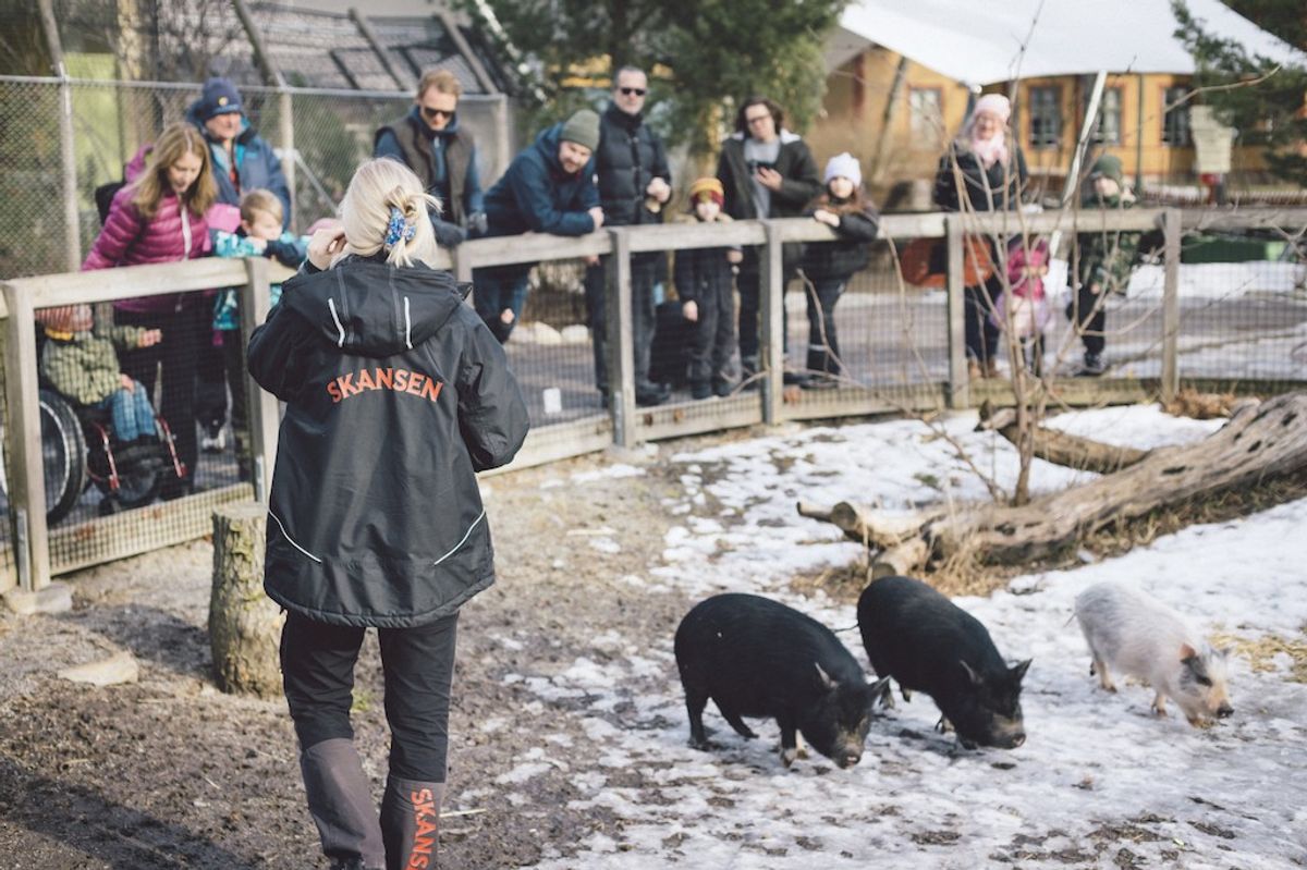 Zookeeper and children watching pigs in a snowy enclosure at Skansen.