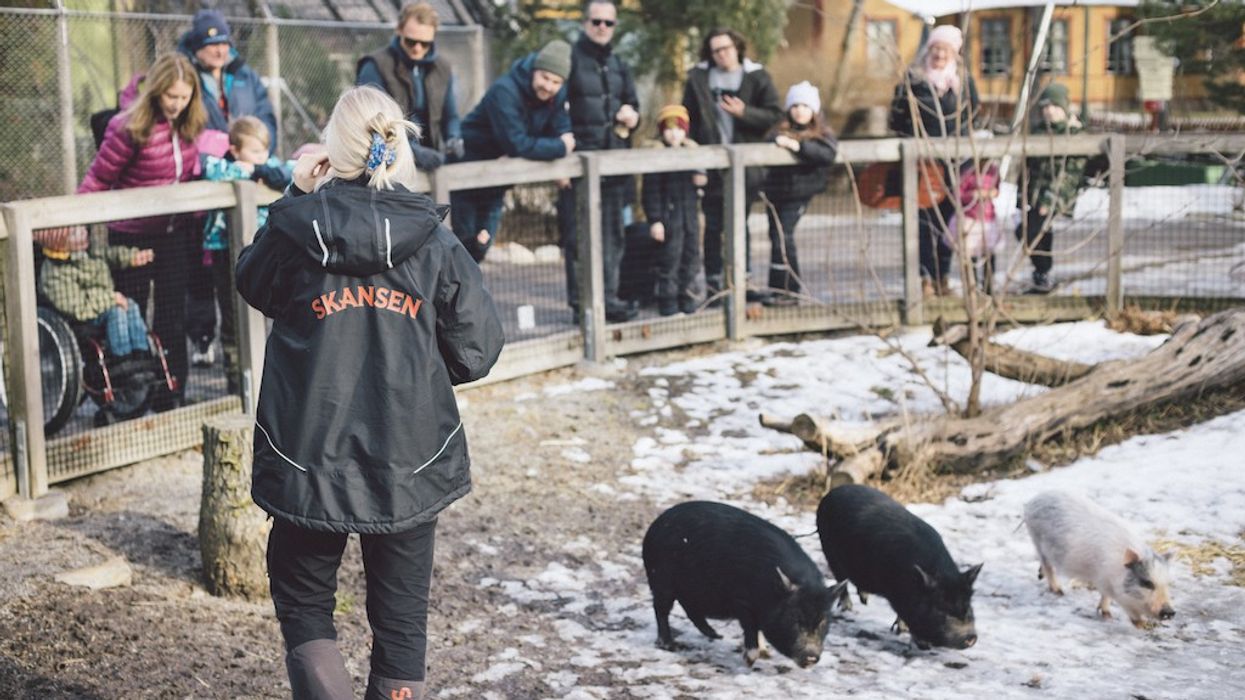 Zookeeper and children watching pigs in a snowy enclosure at Skansen.