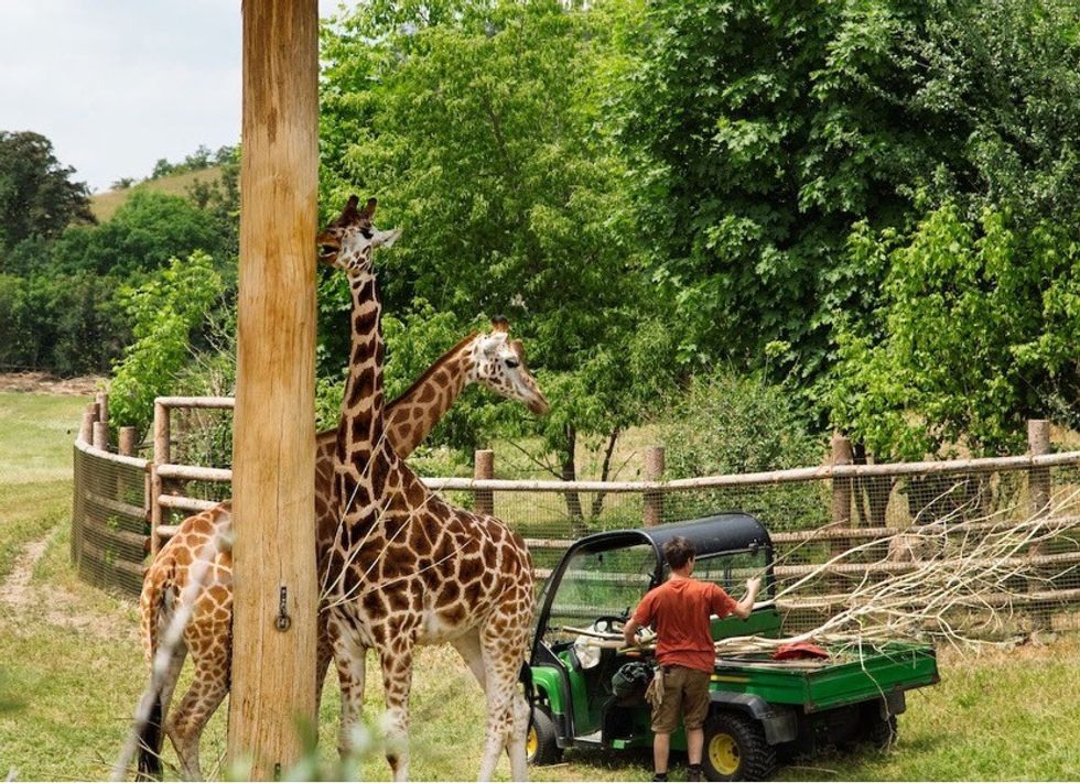 Zookeeper unloading branches near two giraffes in a fenced area with lush green trees.