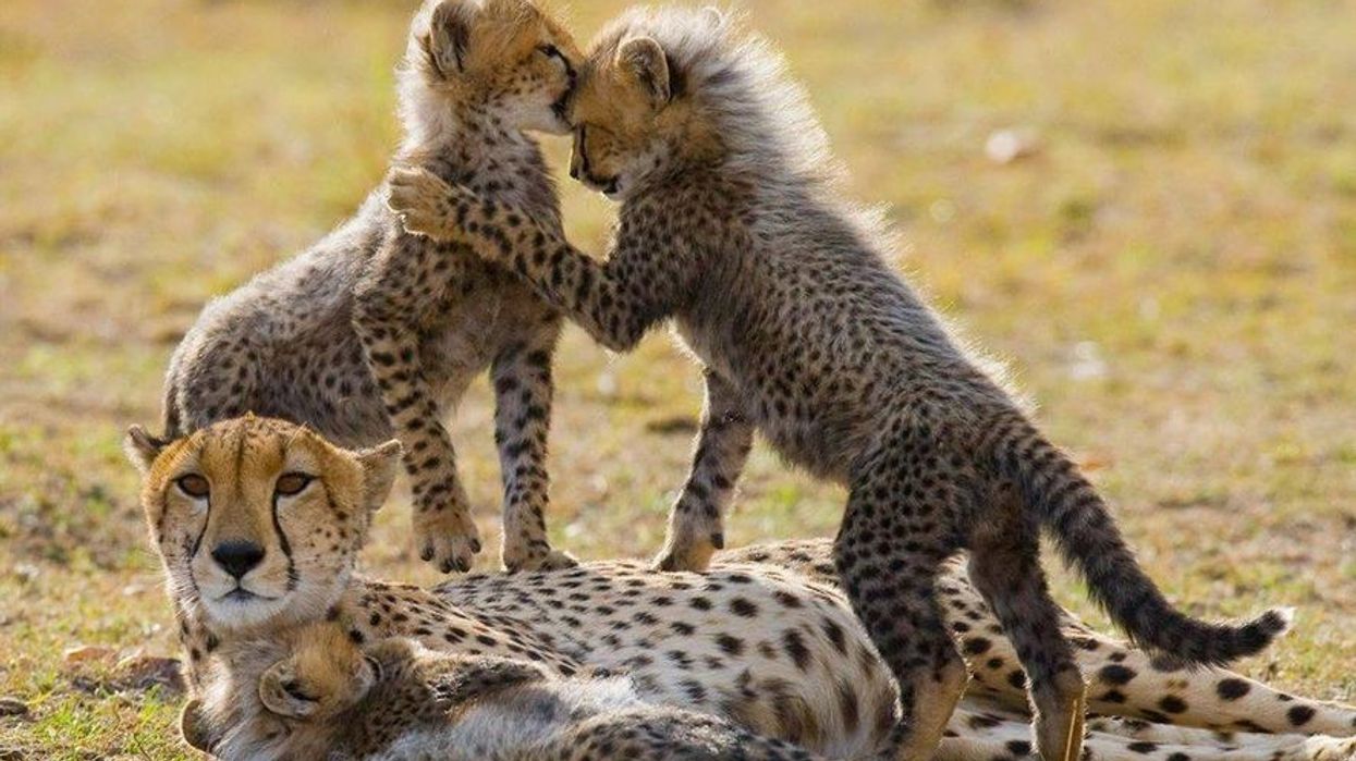 Zoological Association of America Cheetahs