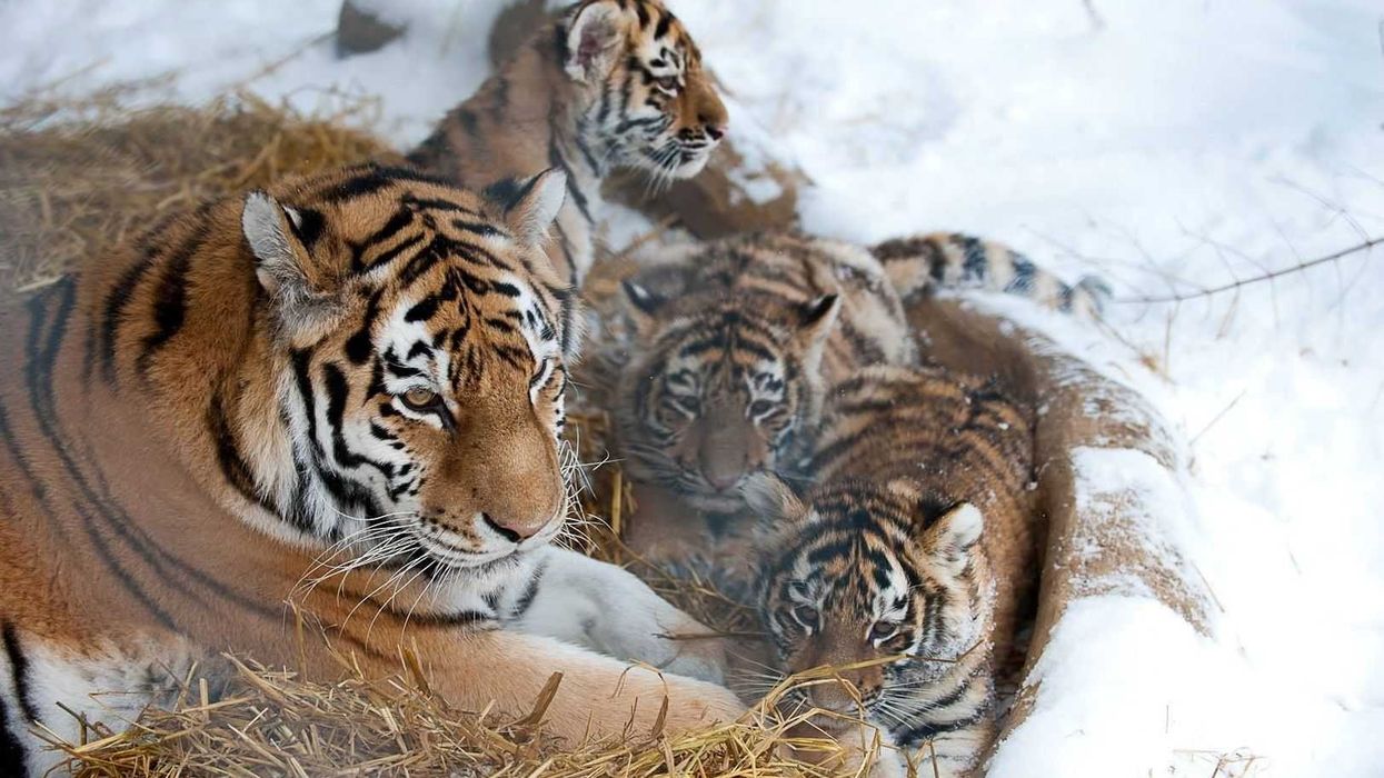 Zoological Association of America