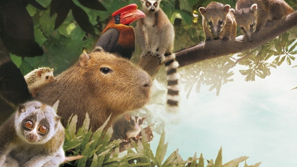 zoolung zoolung