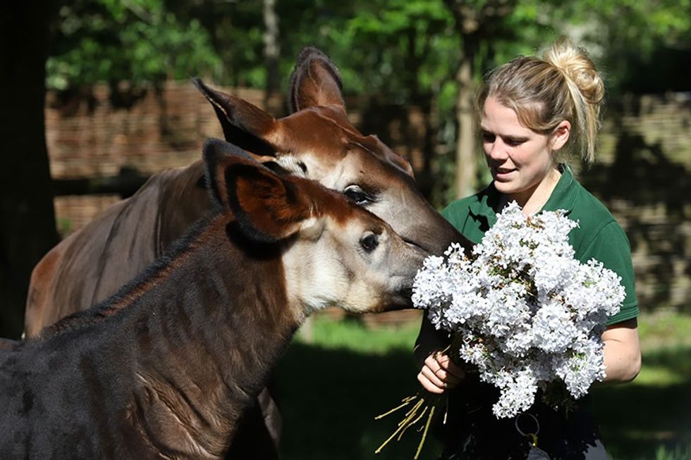 ZSL London Zoo Meghan Okapi