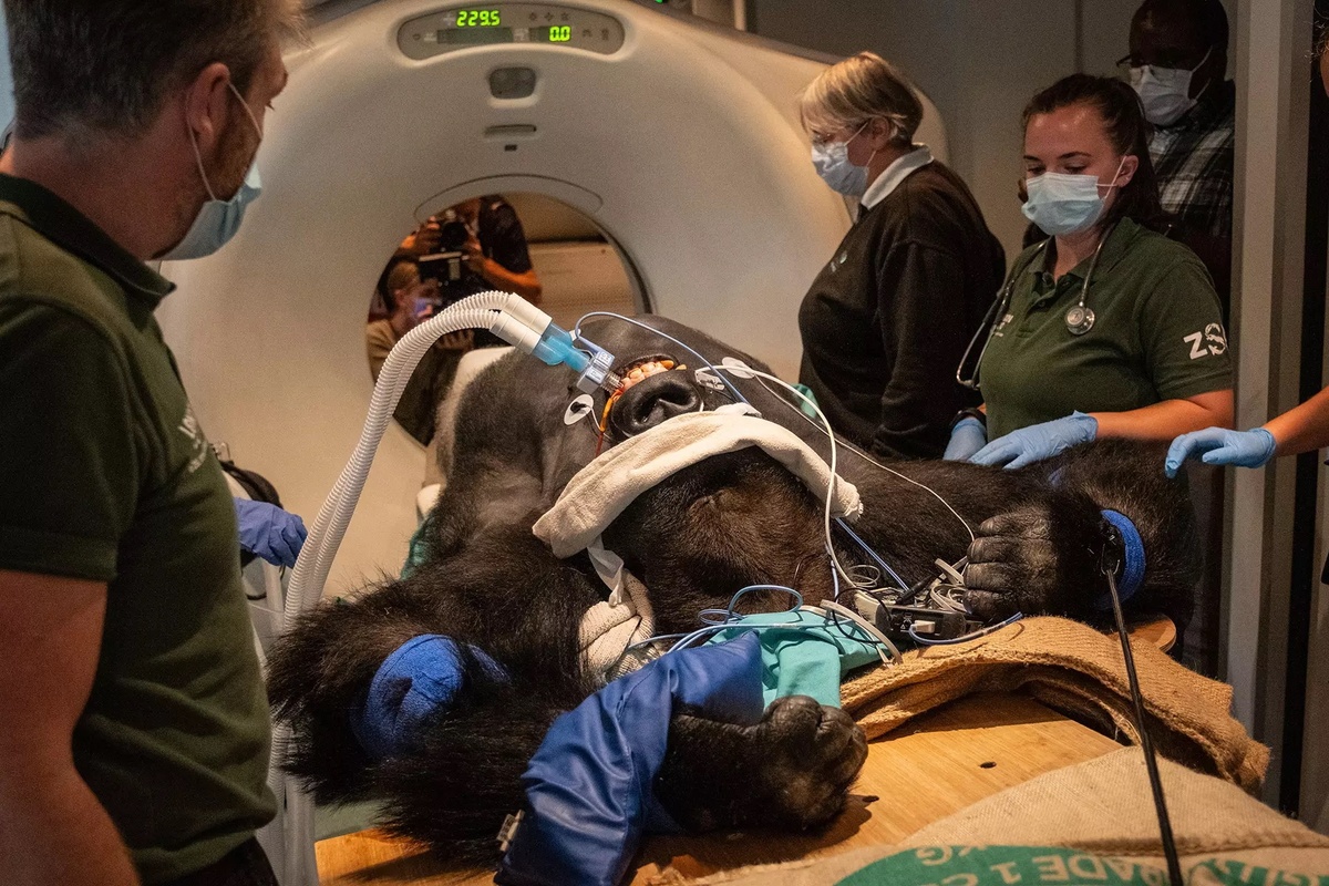 zsl london zoo vets