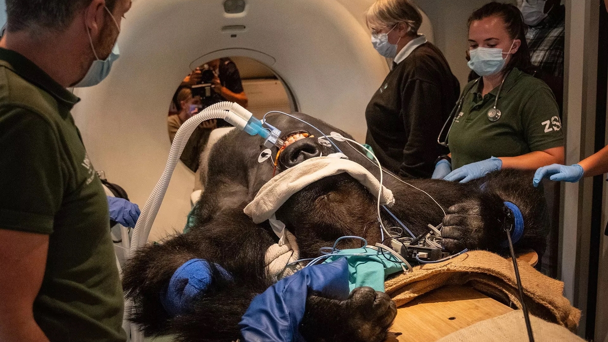 zsl london zoo vets