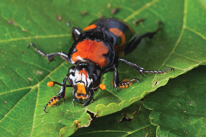 American burying beetle at Saint Louis Zoo