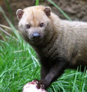 Bushdog at Saint Louis Zoo