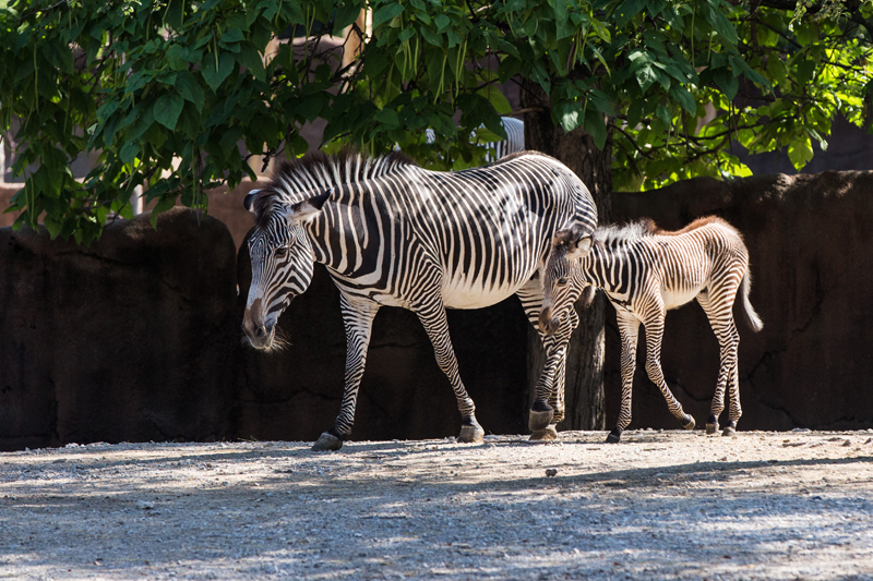 Grevys Zebra and Foal at Saint Louis Zoo