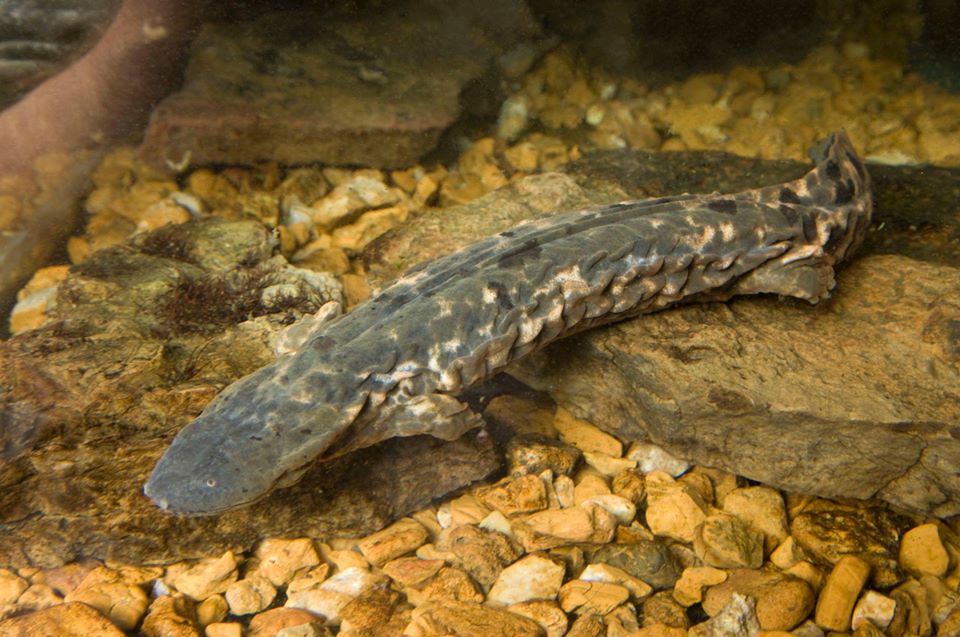 Ozark Hellbender at St Louis Zoo