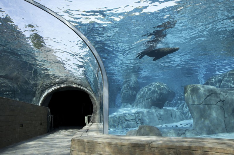 Sea Lion sound exhibit st louis zoo