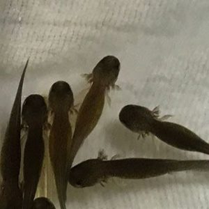 Ozark Hellbender hatchlings Saint Louis Zoo