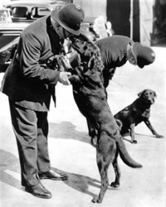 two London policemen with the first Metropolitan police dogs in 1938