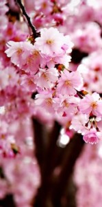 cherry blossom