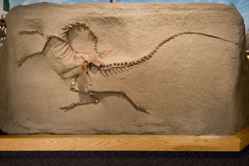 Skeleton of theropod dinosaur Royal Tyrell Museum