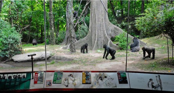 Bronx Zoo Congo-Gorilla-Forest