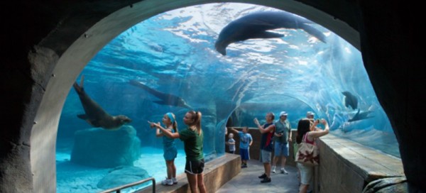 PGAV St Louis Zoo Sealion Sound