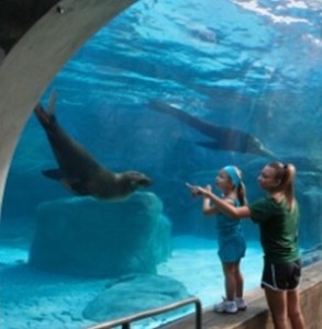 PGAV St Louis Zo Sealion Sound