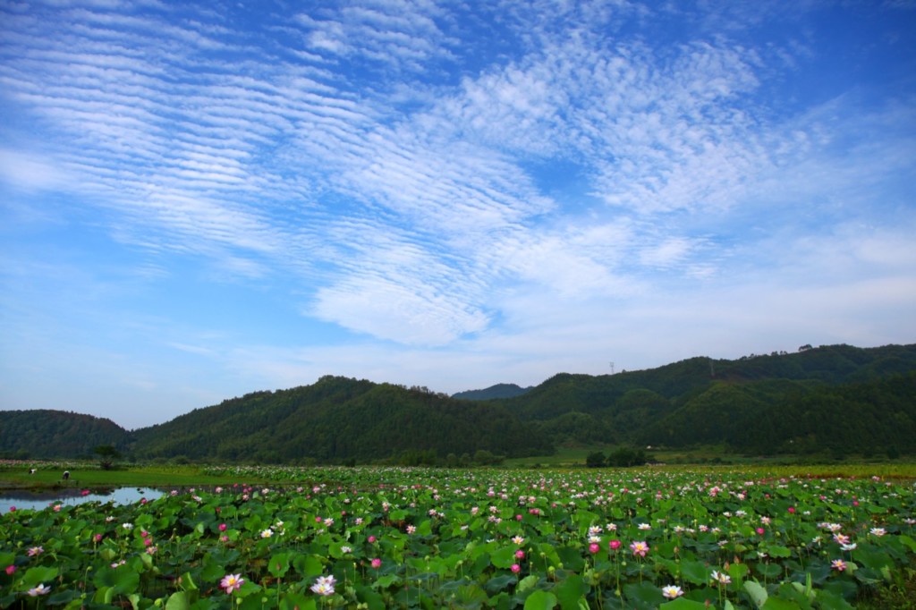 lotus blossom flower park wuyishan