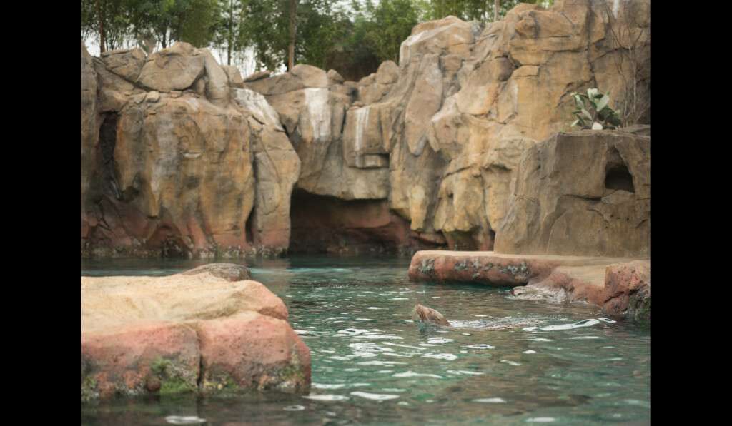 Galapagos Sea Lion exhibit Houston Zoo