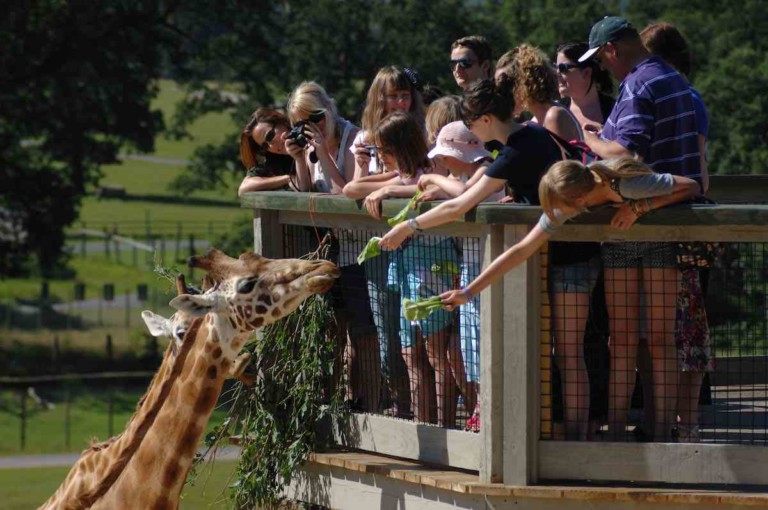 people feeding a giraffe at longleat