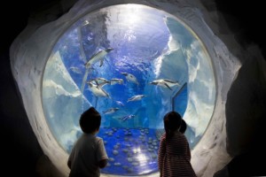 SEA LIFE's Chongqing Chief Ambassador James Burleigh