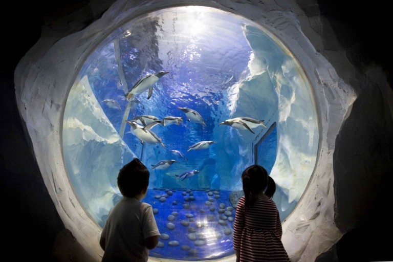 SEA LIFE's Chongqing Chief Ambassador James Burleigh