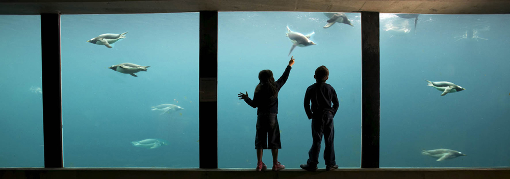 Living Coasts Kay Eliott