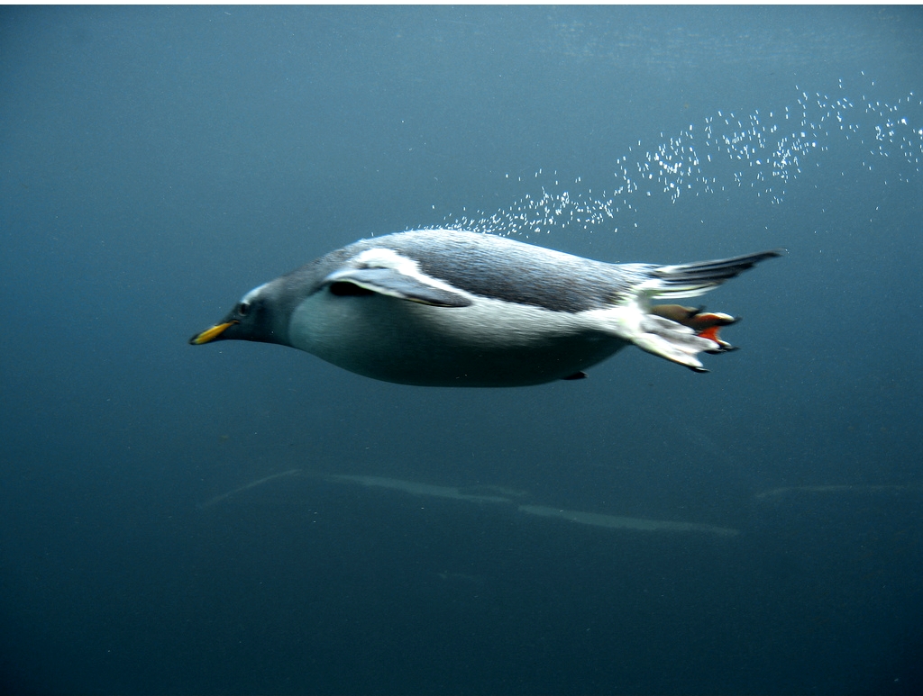 Living Coasts Kay Eliott