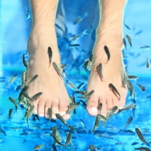 seaquest fish spa